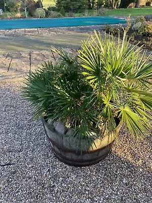 Chamaerops Fan Palm Plant Mature Established In Beer Barrel Container - Heavy  • £85