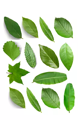 Edible Cupcake Toppers 28 Leaves Plants Jungle Sweet Premium Wafer Cake  Pre-cut • £3.99