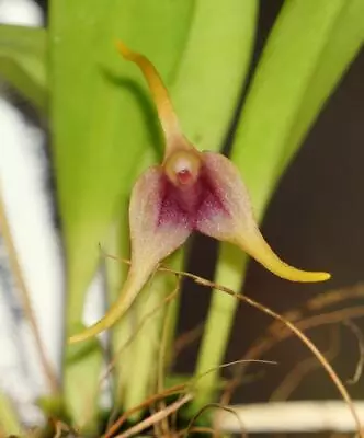 Blooming Size Miniature Orchid Hybrid Masdevallia (herradurae X Nicaraguae) • $14.99
