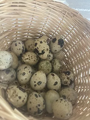 Dozen Cortnix Quail Eggs. Variety Of Colors! • $10