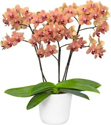 $21.50 • Buy Phalaenopsis Sunset Love FRAGRANT (Healthy In 50mm Pot)