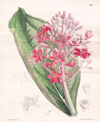 Amabilis Java Flower Botany Flower Botany Lithograph Curtis 6681 Medinilla • $20.55