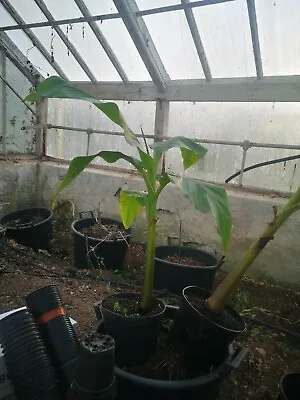 Musa Basjoo Japanese Banana Plant5Lpot 80cms TallGorgeous Tropical Foliage • £35