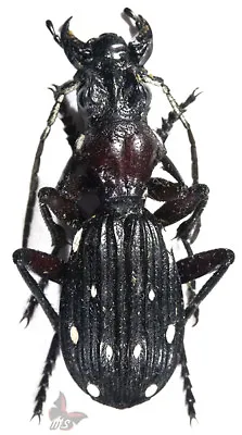 Anthia(Termophilum) Decemguttata  Male MOUNTED Beetle • $25