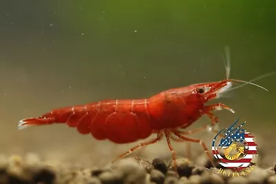 10+1 Fire Red Cherry - Freshwater Neocaridina Aquarium Shrimp. Live Guarantee • $26.95