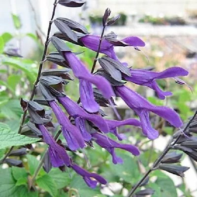 3x Salvia Amistad Plant Plugs Ornamental Sage Perennial Purple/black Flowers • £9.95