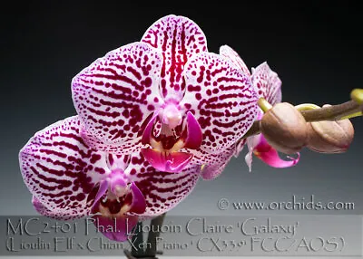 Charming Mini  Harlequin Phal. Lioulin Claire ' Galaxy' - Mature Size • $39.98