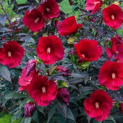 Stunning Hardy Hibiscus HUGE Frisbee Size Red Flowers On Plum Foliage Live Plant • $14.95