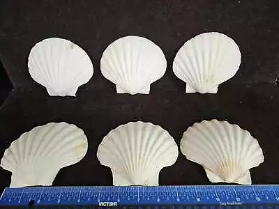 Lot Of 6 Natural Scallop Sea Shells Beach Décor Craft Baking 5  W • $9.95