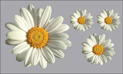£2.99 • Buy Daisy Flower Decals Car Stickers Graphics Nursery Wall Window Decorations Art