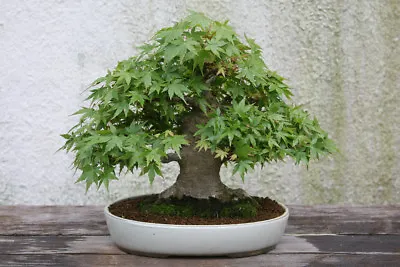 $3.25 • Buy Japanese Maple Tree Seeds (Acer Palmatum), 25 Seeds