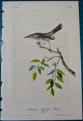 Mountain Mocking Bird Audubon 1st Edition 1840 Hand Colored  Litho J.t.bowen • $34.95