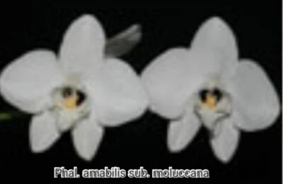 $35 • Buy FPOrchids Species Phal. Amabilis Sub. Moluccana - Tubestock