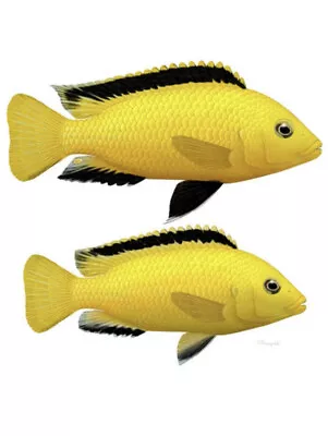 Yellow Lab Cichlid African Malawi Cichlid  Labidochromis Caeruleus Electric • £9