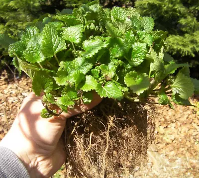 2 Mature ORGANIC Melissa Lemon Balm Mint Plants Tea Repellent Mosquito Virus • $11.99