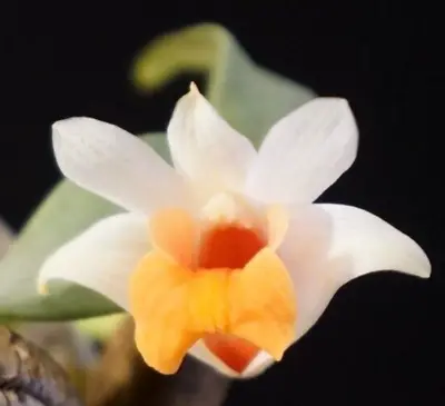 Dendrobium Bellatulum - Compact Mini With Bright Long-lasting Flowers • $24