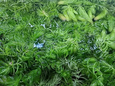 Hornwort Ceratophyllum Demersum Oxygenating Aquarium Plant Pond 5 Stems • £5