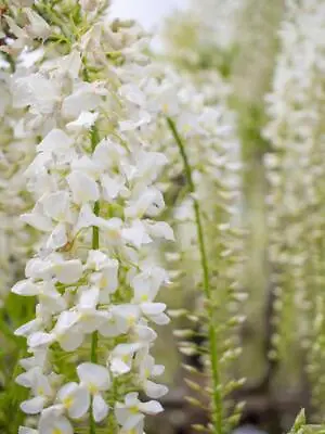 Wisteria Alba White Climbing Plant Large Grafted 6-7ft Tall In A 10 Litre Pot • £69.99