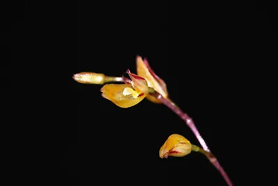 Pleurothallis Microphylla Micro Miniature Orchid Mounted • $33.15