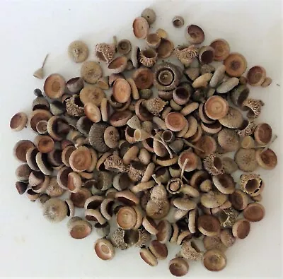 Acorn Caps Real Dried Mixed Lot Of 7 Types From Southern CA Oaks - All Sizes • $14.95