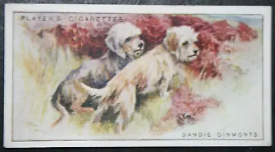 £3.99 • Buy DANDIE DINMONT TERRIER  Vintage 1925 Card  LB03