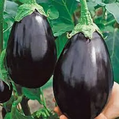 Premium Black Beauty Eggplant - Fresh Organic Heirloom Seeds - Most Popular Ever • $1.99