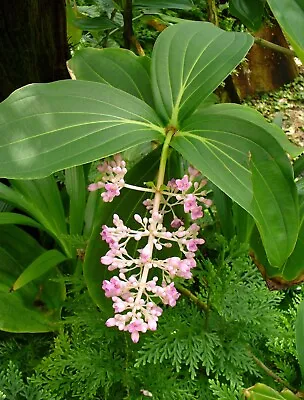 Medinilla Myriantha Malaysian Orchid Live Air Plant Garden 3  Pot • $23.95
