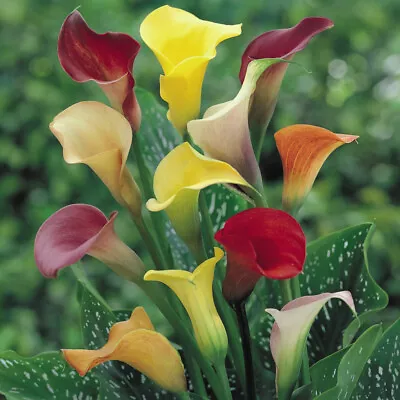 Calla Lily Summer Mixed 1 Ziro Bulbs Size 10/14 5x Or X10 Hardy Bulbs By T&M • £14.49