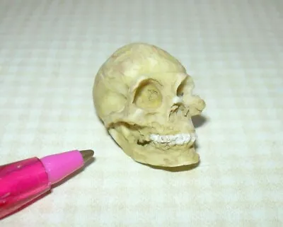 Miniature Resin Skull W/Teeth Halloween/Medical: DOLLHOUSE 1  X 3/4  X 5/8  1:12 • $3