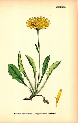 MARYGOLD-FLOWERED HAWKWEED Antique Botanical Lithograph 1864     • $25