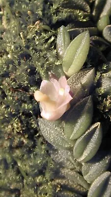 Australian Miniature Species - Dendrobium Toressae • $35