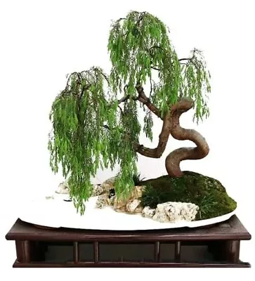 Money Tree Bonsai Fresh Cutting - Thick Trunks Fast Growing Light Bonsai Indoor  • $10.92