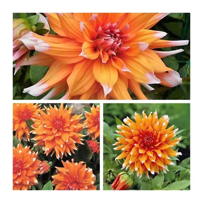 Dahlia Cactus Colour Spectacle Tubers. Orange Flowers. Grade I (Top Size) • £29.95