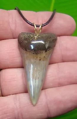  SHARK TOOTH  Necklace -  MAKO -  1 & 15/16 In. SHARKS TEETH - For Men & Woman  • $59