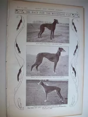 1903 COURSING Waterloo Cup - Dogs And Training ::: Magazine Photos • £3.99