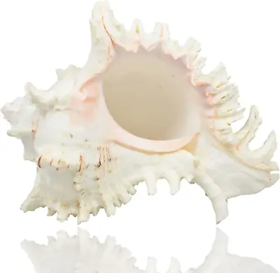 Large Natural Sea Shells Murex Ramosus Shells Huge Ocean Conch 7-8 Inches Jumbo • $28.46