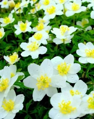 Caltha Alba  Marsh Marigold - Pond Plants Water Lilies Lily  Aquatic Plants Koi • £6.99