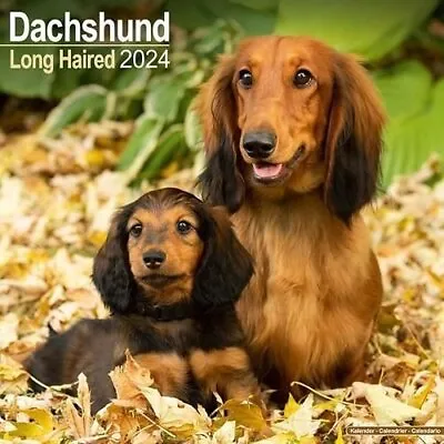 Longhaired Dachshund Calendar 2024  Square Dog Breed Wall Calen... 9781804600344 • £9.16