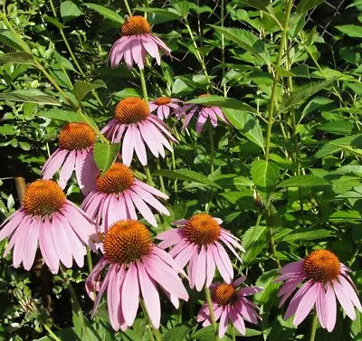 Medicinal Echinacea Live Potted Plant - Boost Your Immunity Naturally! • $11.50