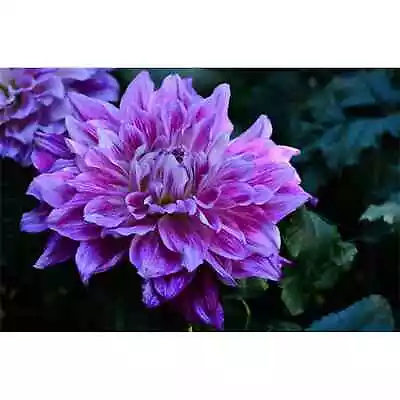 Supreme Dahlia (Dinnerplate) 15 Seeds  | USA Seller |Free Shipping • $3.99