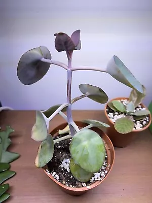 Rare Kalanchoe Nyikae Aka Kalanchoe Shovel  • £8