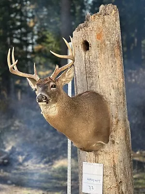 Shoulder Mount  Mule  Deer Real  Antler  Taxidermy Wall Mount • $900