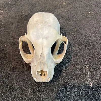 Real Wild Bobcat Skull Taxidermy Trapping Hunting Bone Skeleton Museum School • $30