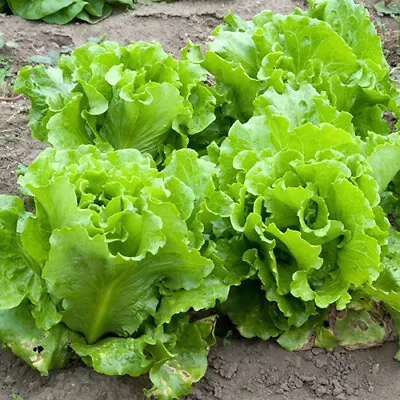 Black Seeded Simpson Lettuce Seeds | Non-GMO | Free Shipping | 1106 • $1.99