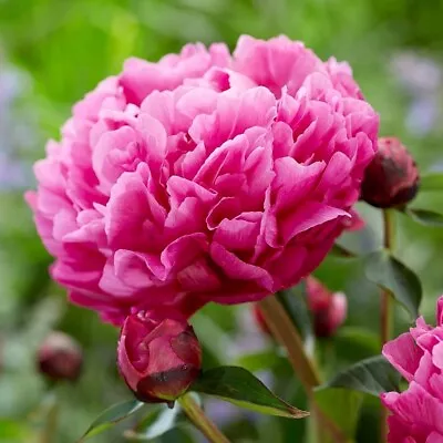 Kansas Peony Perennials Flowering Plants Paeonia Lactiflora 4L Pot • £32.99