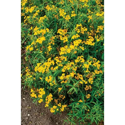 Mexican Mint Marigold Seeds - Herb Seeds - USA Grown - Non Gmo • $1.65