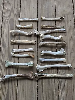 Lot Of 17 Whitetail Deer Leg Bones Skeleton Taxidermy Cabin Decor Crafts Oddity  • $27