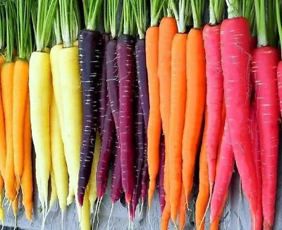 Rainbow Blend Carrot Seeds | Heirloom | Non-GMO | Fresh Garden Seeds • $192