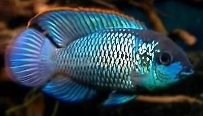 Electric Blue Acara Cichlid 1  + Live Freshwater Aquarium Fish BEAUTIFUL • $10