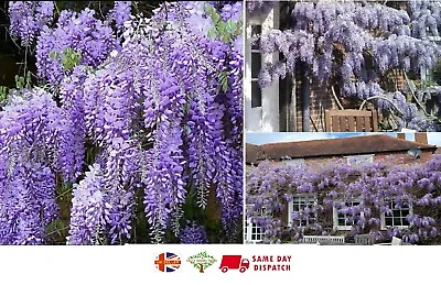 £4.99 • Buy Chinese Wisteria (Wisteria Sinensis) 5 Fresh Seeds. Stunning | Same Day Dispatch